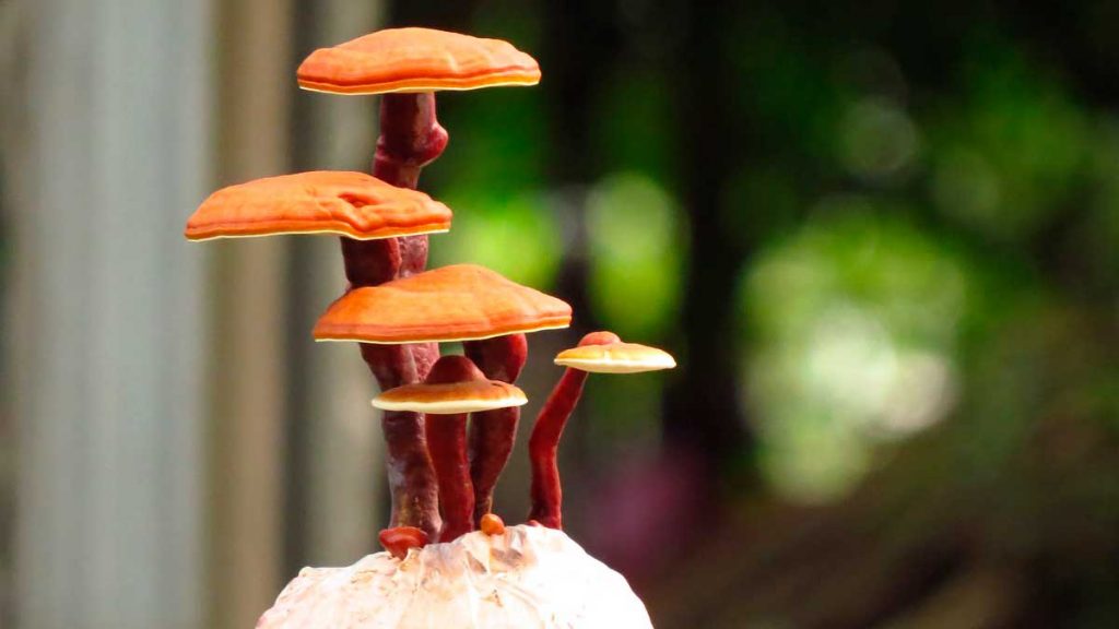 ganoderma lucidum