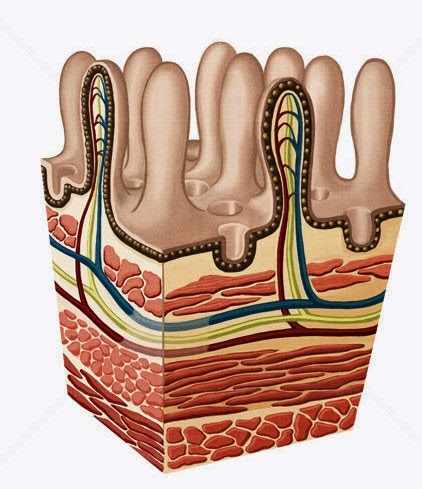 Mucosa intestinal